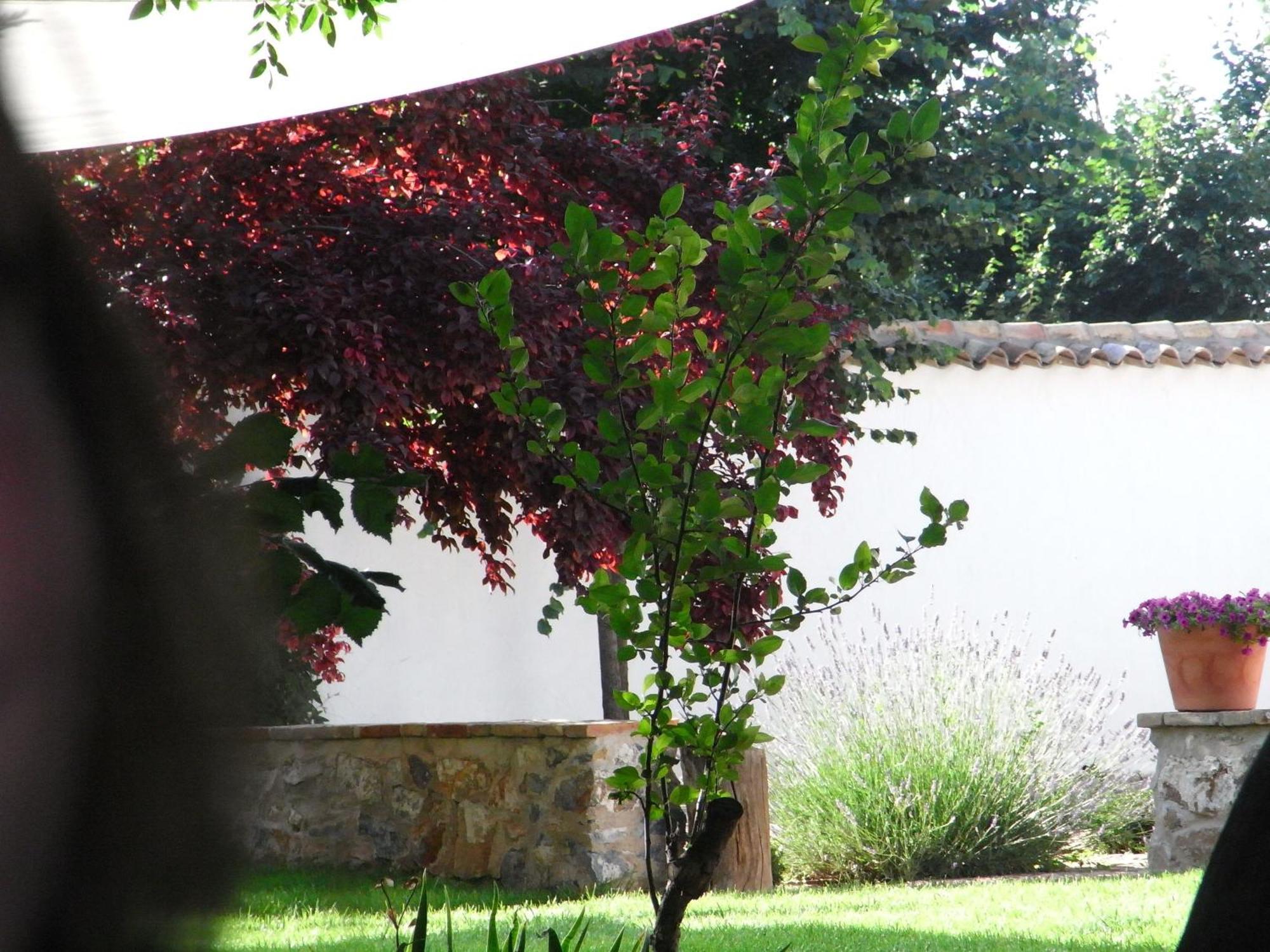 Casa Rural La Alameda Madridejos Luaran gambar